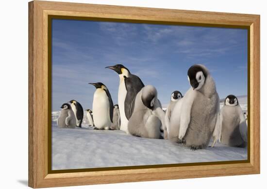 Emperor Penguins in Antarctica-null-Framed Premier Image Canvas