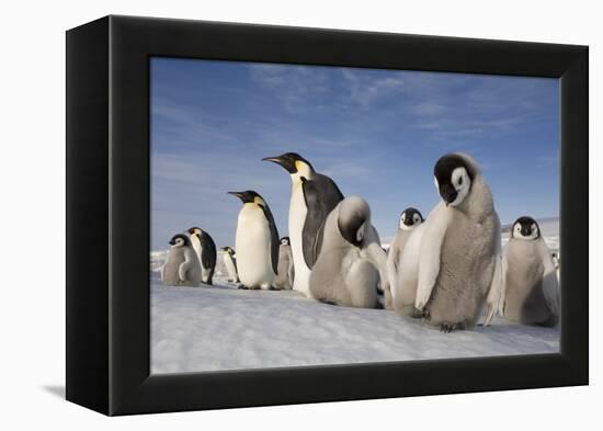 Emperor Penguins in Antarctica-null-Framed Premier Image Canvas