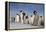 Emperor Penguins in Antarctica-null-Framed Premier Image Canvas