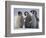 Emperor Penguins in Antarctica-Paul Souders-Framed Photographic Print