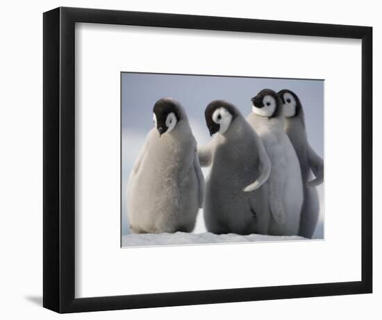 Emperor Penguins in Antarctica-Paul Souders-Framed Photographic Print