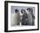 Emperor Penguins in Antarctica-Paul Souders-Framed Photographic Print