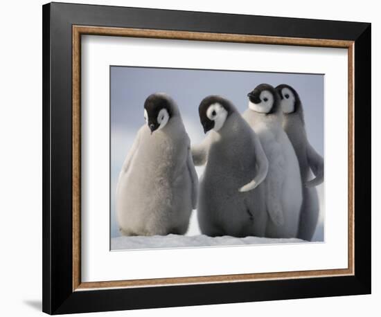 Emperor Penguins in Antarctica-Paul Souders-Framed Photographic Print