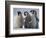 Emperor Penguins in Antarctica-Paul Souders-Framed Photographic Print