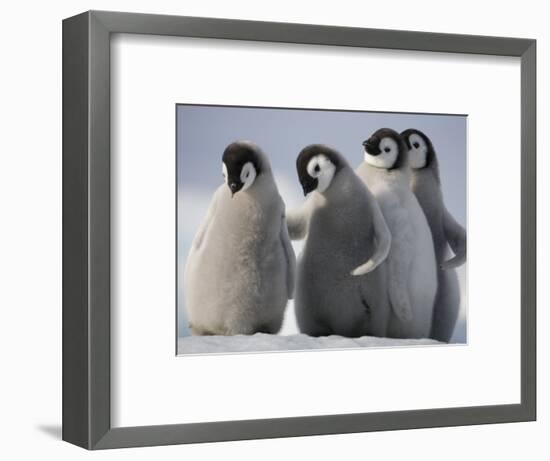 Emperor Penguins in Antarctica-Paul Souders-Framed Photographic Print
