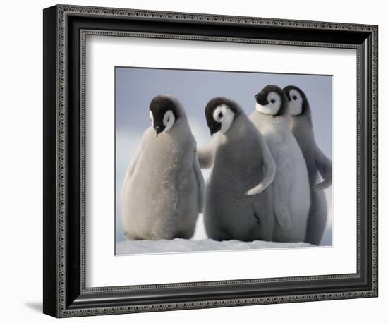 Emperor Penguins in Antarctica-Paul Souders-Framed Photographic Print