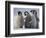 Emperor Penguins in Antarctica-Paul Souders-Framed Photographic Print