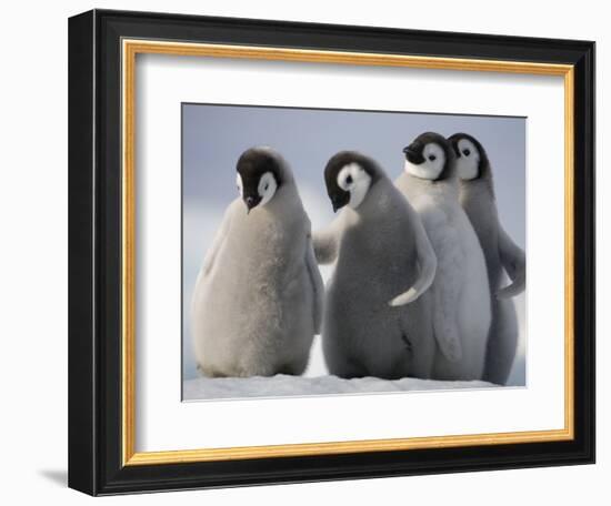 Emperor Penguins in Antarctica-Paul Souders-Framed Photographic Print