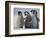 Emperor Penguins in Antarctica-Paul Souders-Framed Photographic Print