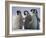 Emperor Penguins in Antarctica-Paul Souders-Framed Photographic Print