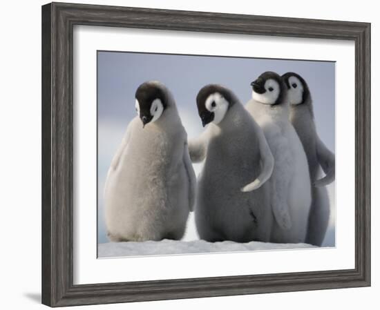 Emperor Penguins in Antarctica-Paul Souders-Framed Photographic Print