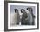 Emperor Penguins in Antarctica-Paul Souders-Framed Photographic Print