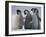 Emperor Penguins in Antarctica-Paul Souders-Framed Photographic Print