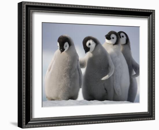 Emperor Penguins in Antarctica-Paul Souders-Framed Photographic Print