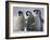 Emperor Penguins in Antarctica-Paul Souders-Framed Photographic Print