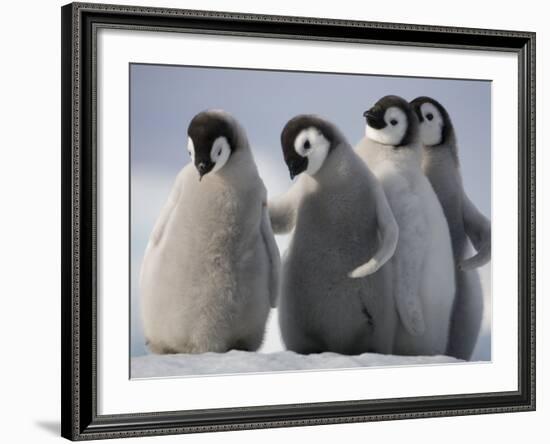 Emperor Penguins in Antarctica-Paul Souders-Framed Photographic Print