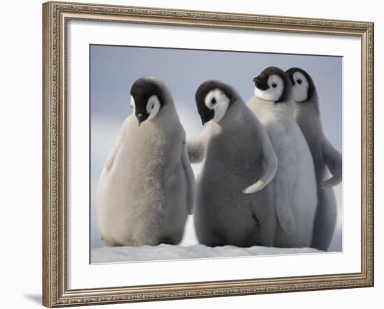 Emperor Penguins in Antarctica-Paul Souders-Framed Photographic Print