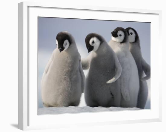 Emperor Penguins in Antarctica-Paul Souders-Framed Photographic Print