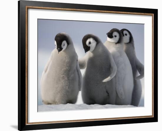 Emperor Penguins in Antarctica-Paul Souders-Framed Photographic Print