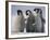 Emperor Penguins in Antarctica-Paul Souders-Framed Photographic Print