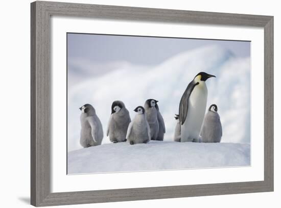 Emperor Penguins in Antarctica-null-Framed Photographic Print