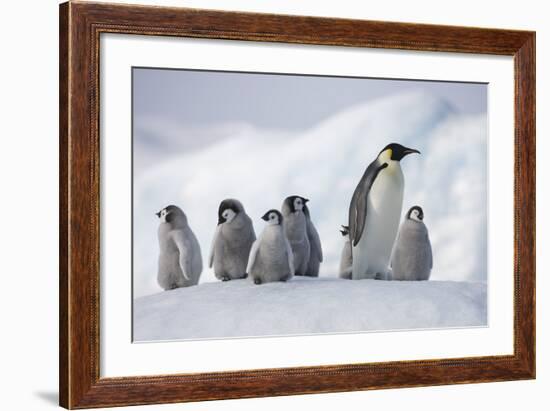 Emperor Penguins in Antarctica-null-Framed Photographic Print