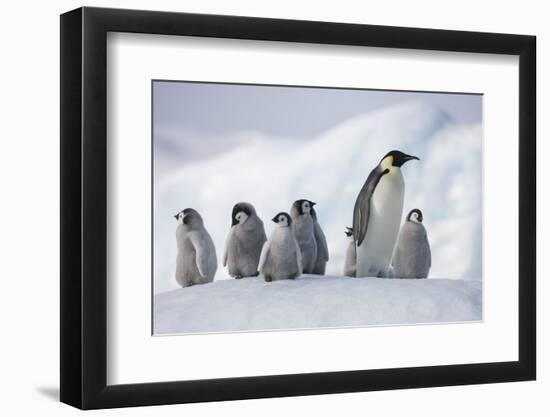 Emperor Penguins in Antarctica-null-Framed Photographic Print