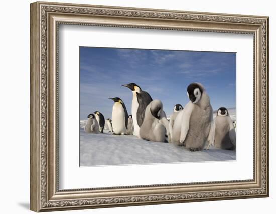 Emperor Penguins in Antarctica-null-Framed Photographic Print