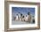 Emperor Penguins in Antarctica-null-Framed Photographic Print
