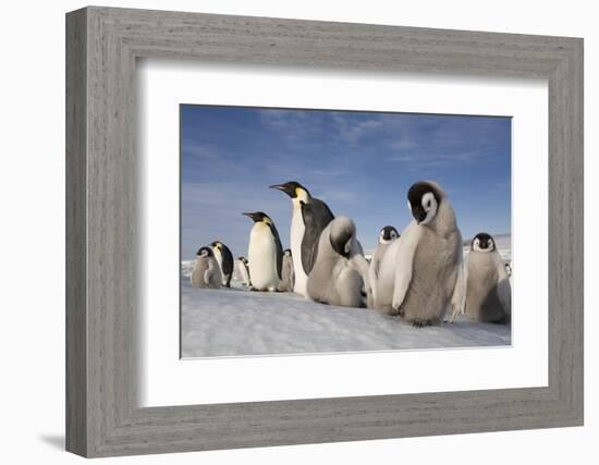 Emperor Penguins in Antarctica-null-Framed Photographic Print