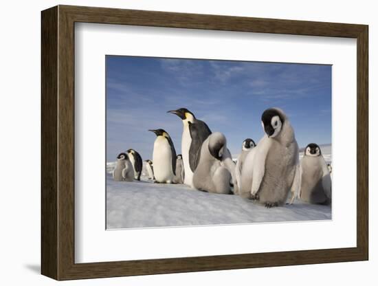 Emperor Penguins in Antarctica-null-Framed Photographic Print