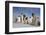 Emperor Penguins in Antarctica-null-Framed Photographic Print