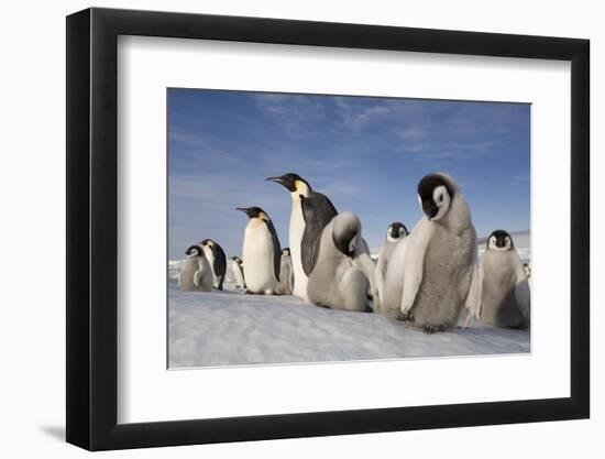 Emperor Penguins in Antarctica-null-Framed Photographic Print