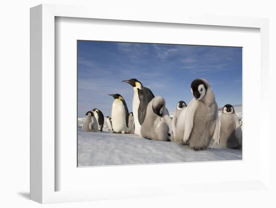 Emperor Penguins in Antarctica-null-Framed Photographic Print