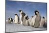 Emperor Penguins in Antarctica-null-Mounted Photographic Print