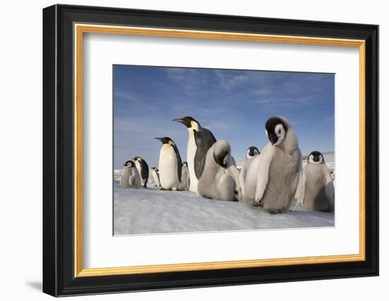 Emperor Penguins in Antarctica-null-Framed Photographic Print