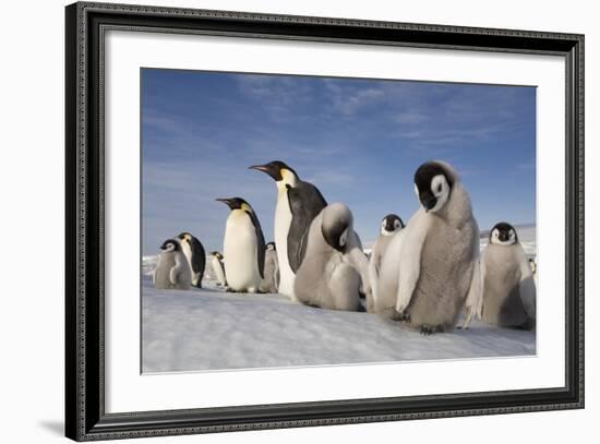 Emperor Penguins in Antarctica-null-Framed Photographic Print