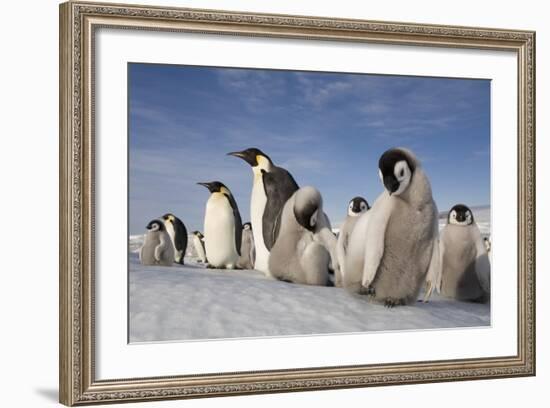 Emperor Penguins in Antarctica-null-Framed Photographic Print