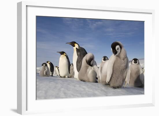 Emperor Penguins in Antarctica-null-Framed Photographic Print