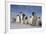 Emperor Penguins in Antarctica-null-Framed Photographic Print