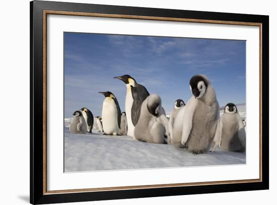 Emperor Penguins in Antarctica-null-Framed Photographic Print