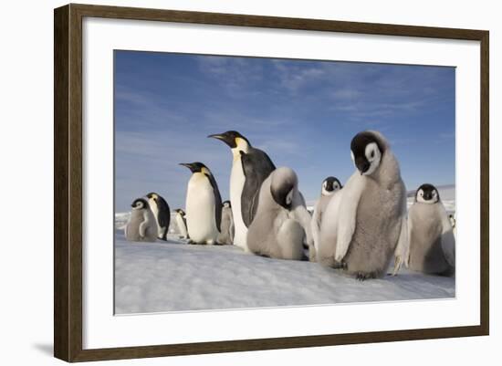 Emperor Penguins in Antarctica-null-Framed Photographic Print