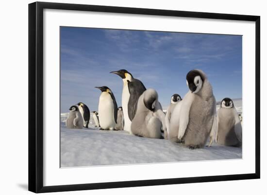 Emperor Penguins in Antarctica-null-Framed Photographic Print