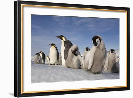 Emperor Penguins in Antarctica-null-Framed Photographic Print