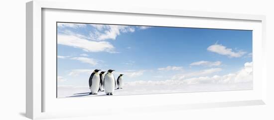 Emperor Penguins In Antarctica-Jan Martin Will-Framed Photographic Print