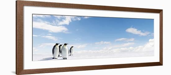 Emperor Penguins In Antarctica-Jan Martin Will-Framed Photographic Print