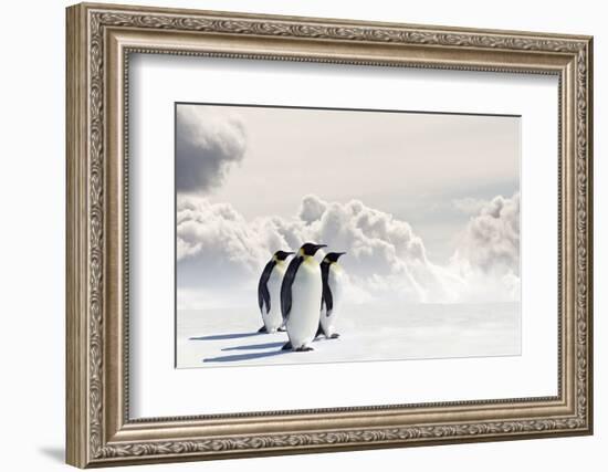 Emperor Penguins In Antarctica-Jan Martin Will-Framed Photographic Print