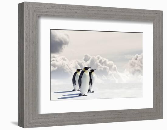 Emperor Penguins In Antarctica-Jan Martin Will-Framed Photographic Print