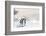 Emperor Penguins In Antarctica-Jan Martin Will-Framed Photographic Print