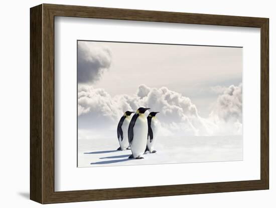 Emperor Penguins In Antarctica-Jan Martin Will-Framed Photographic Print